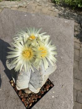 Astrophytum coahuilense